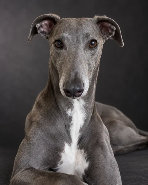 Otto, greyhound: illustrative Studio portrait