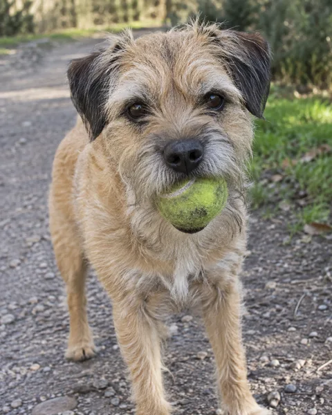 Pip, terrier: reference photo